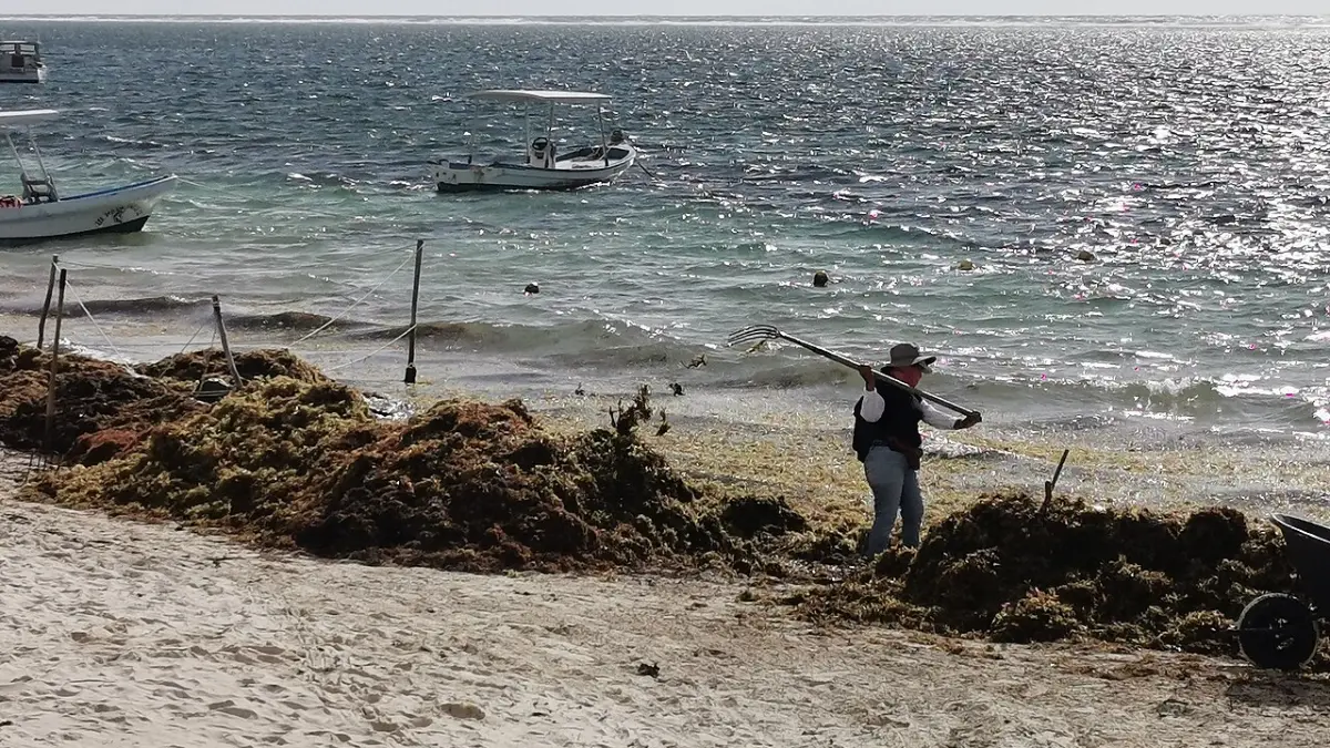 Sargassum being cleared from the beach in Puerto Morelos